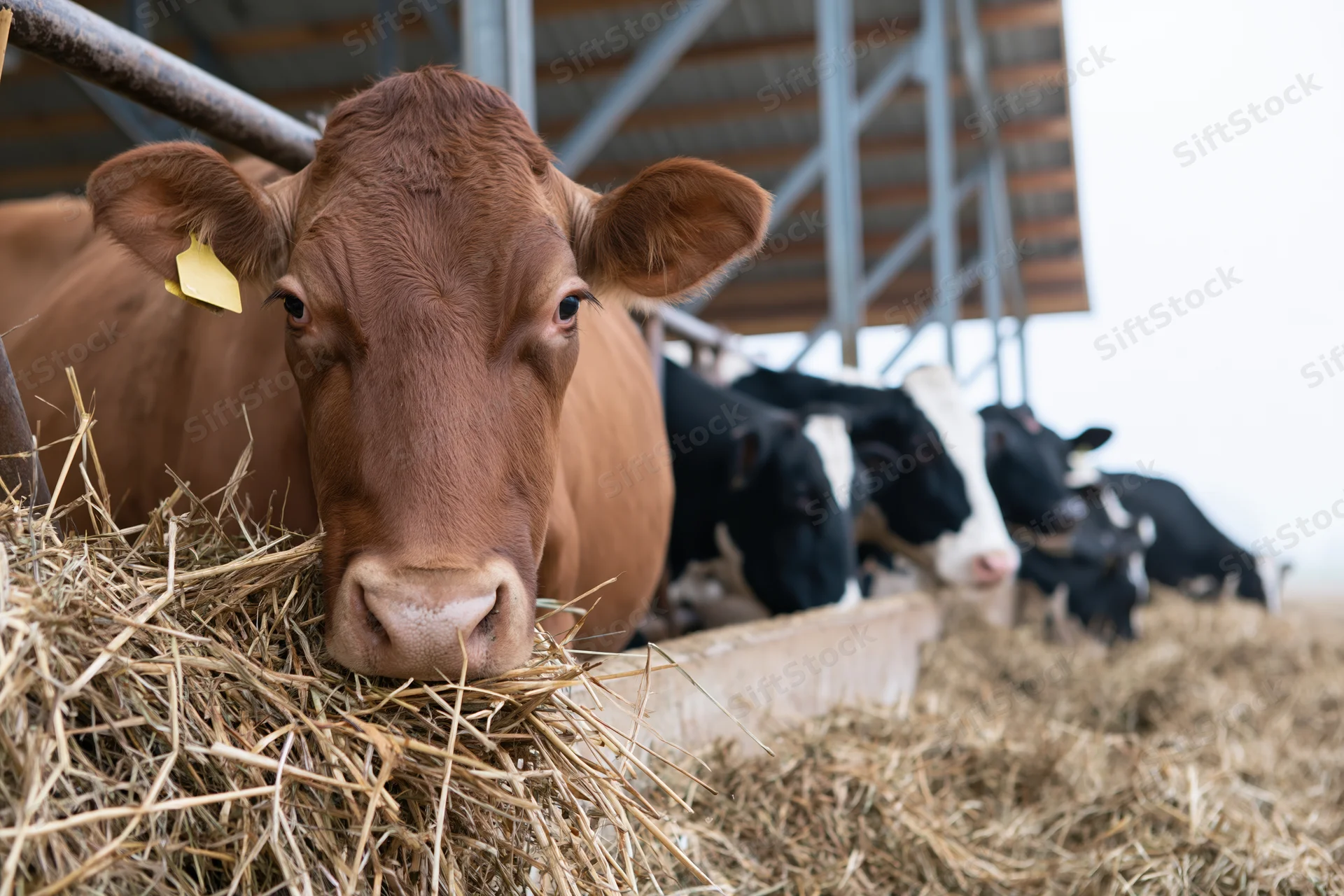 Brown dairy cow eating hay in a barn with other cattle in the background