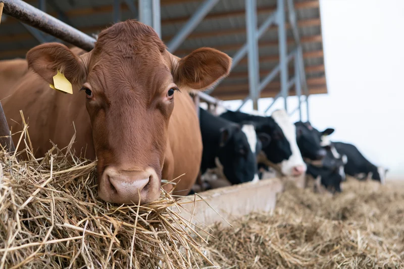 Brown dairy cow eating hay in a barn with other cattle in the background