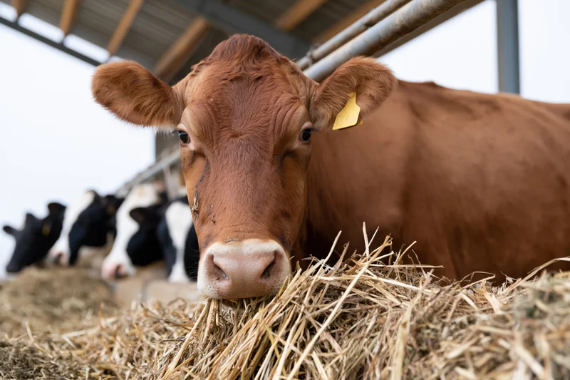 Brown dairy cow eating hay in a barn with other cattle in the background