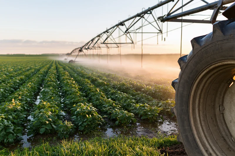 Center-pivot irrigation system spraying water over rows of soybean crops in a field at sunset