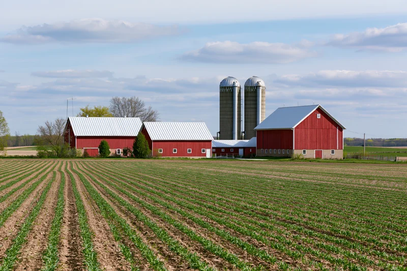 Red barns and silos in a cornfield on a midwestern farm compound