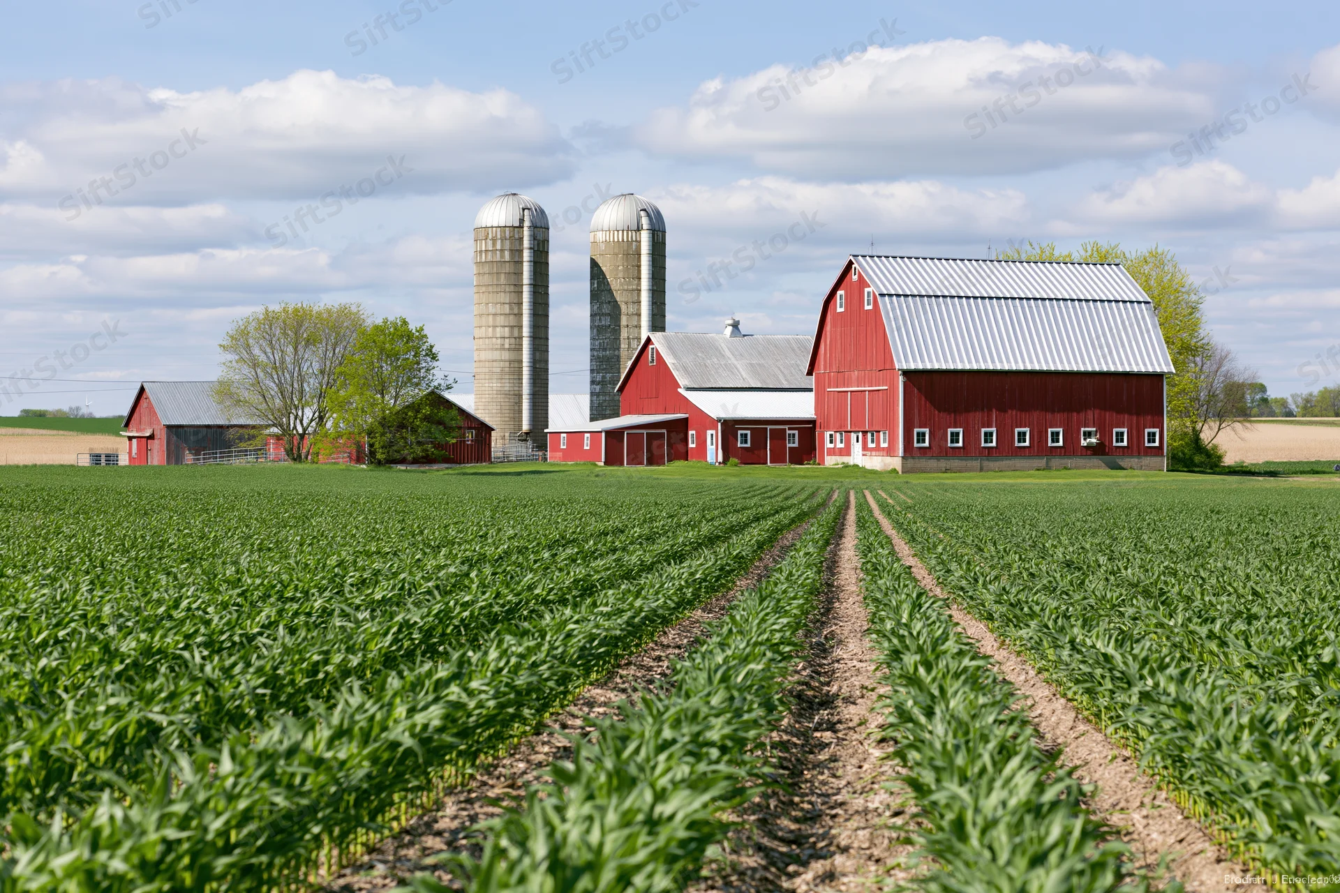 Red barn and grain silos on a cornfield farm in the american midwest