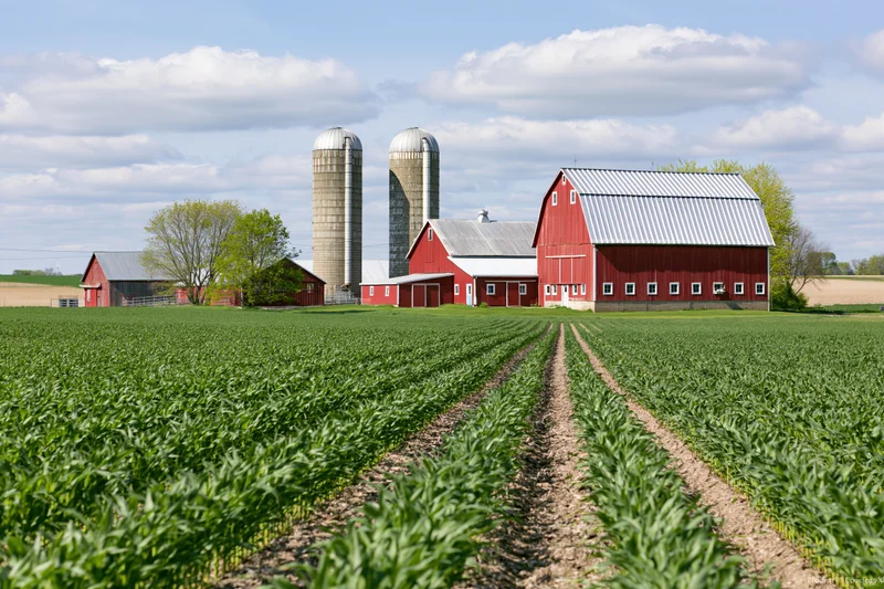 Red barn and grain silos on a cornfield farm in the american midwest