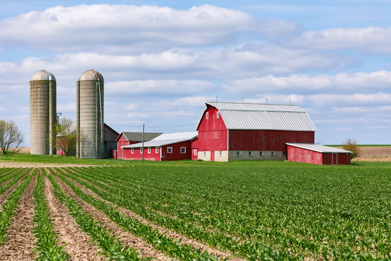 Red barn and grain silos on a cornfield farmstead in the american midwest