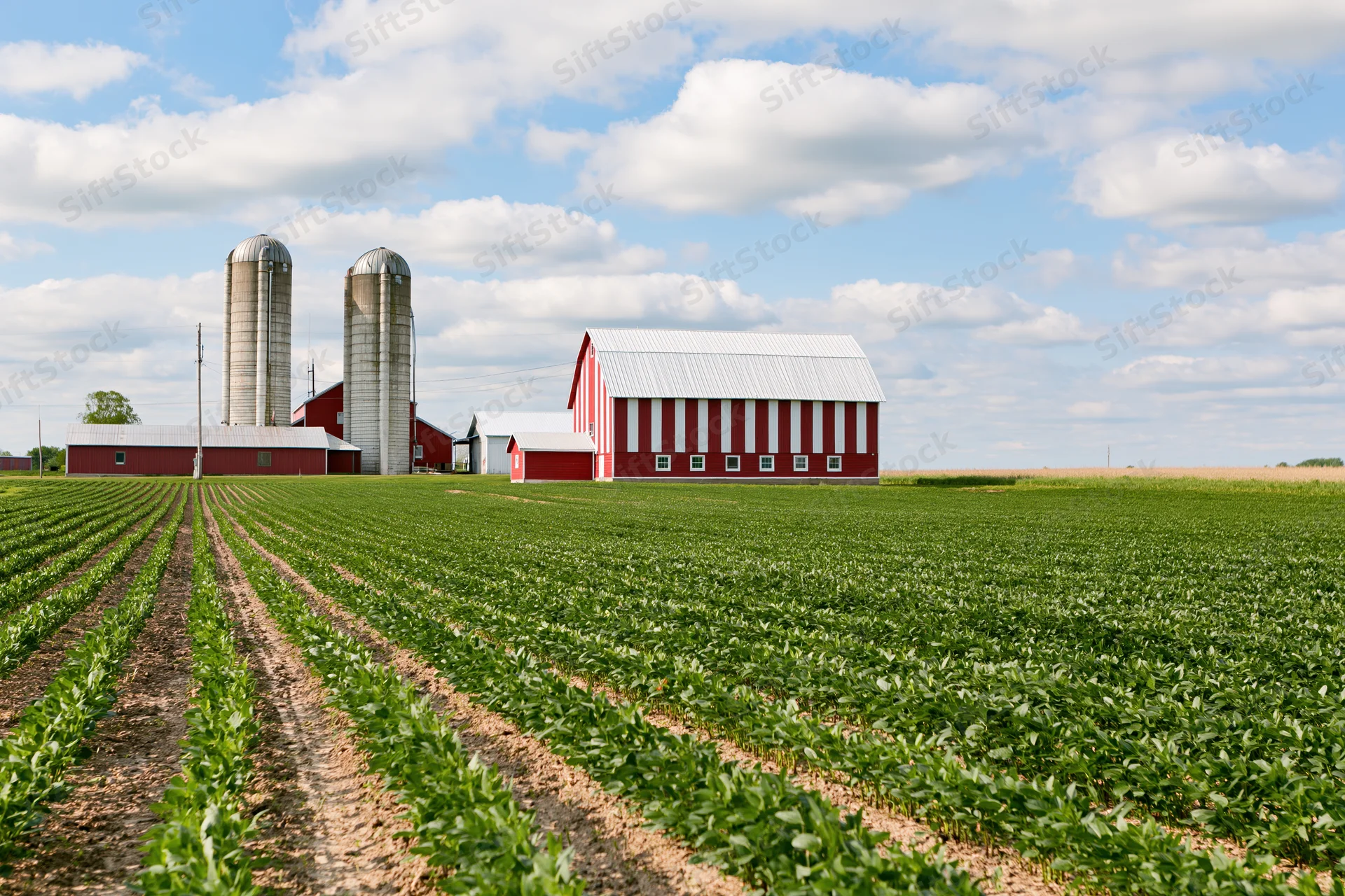 Red barn and grain silos on a cornfield farmstead in the american midwest
