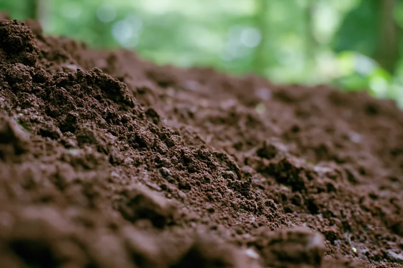 Freshly tilled dark brown soil in a garden setting with green foliage in the background