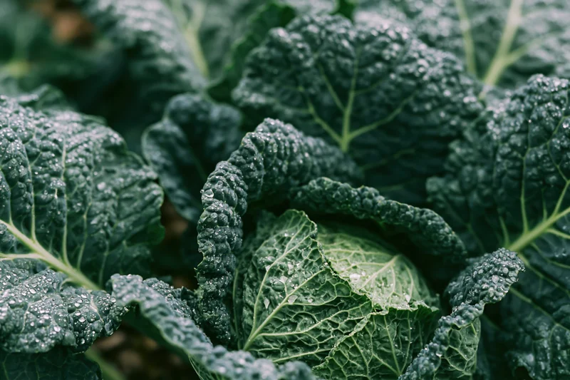 Close-up of savoy cabbage head with water droplets on ruffled green leaves