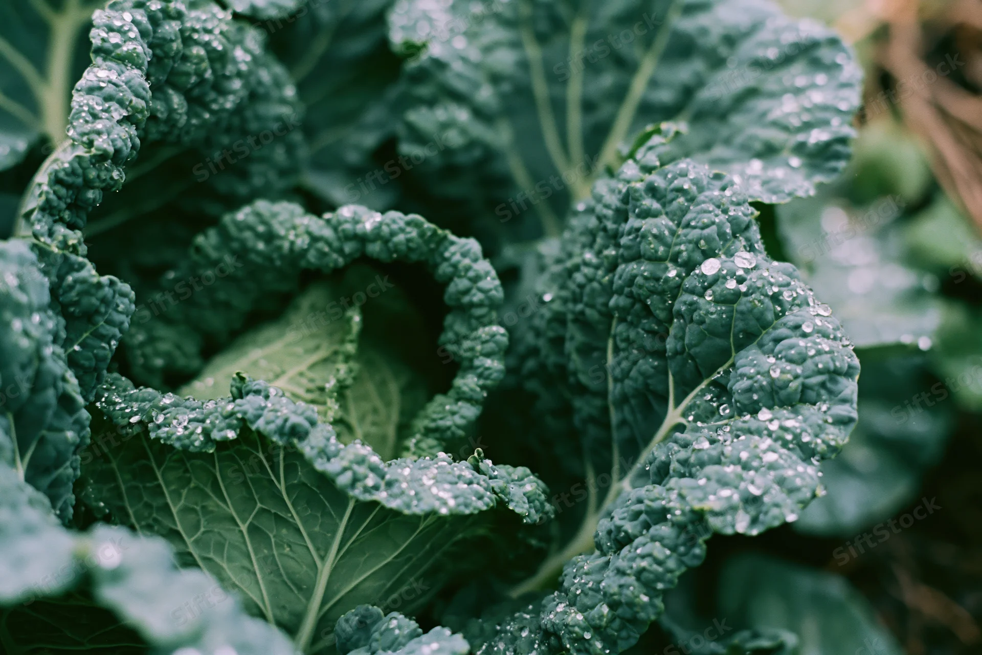 Close-up of a savoy cabbage head with water droplets on its ruffled green leaves in a garden setting
