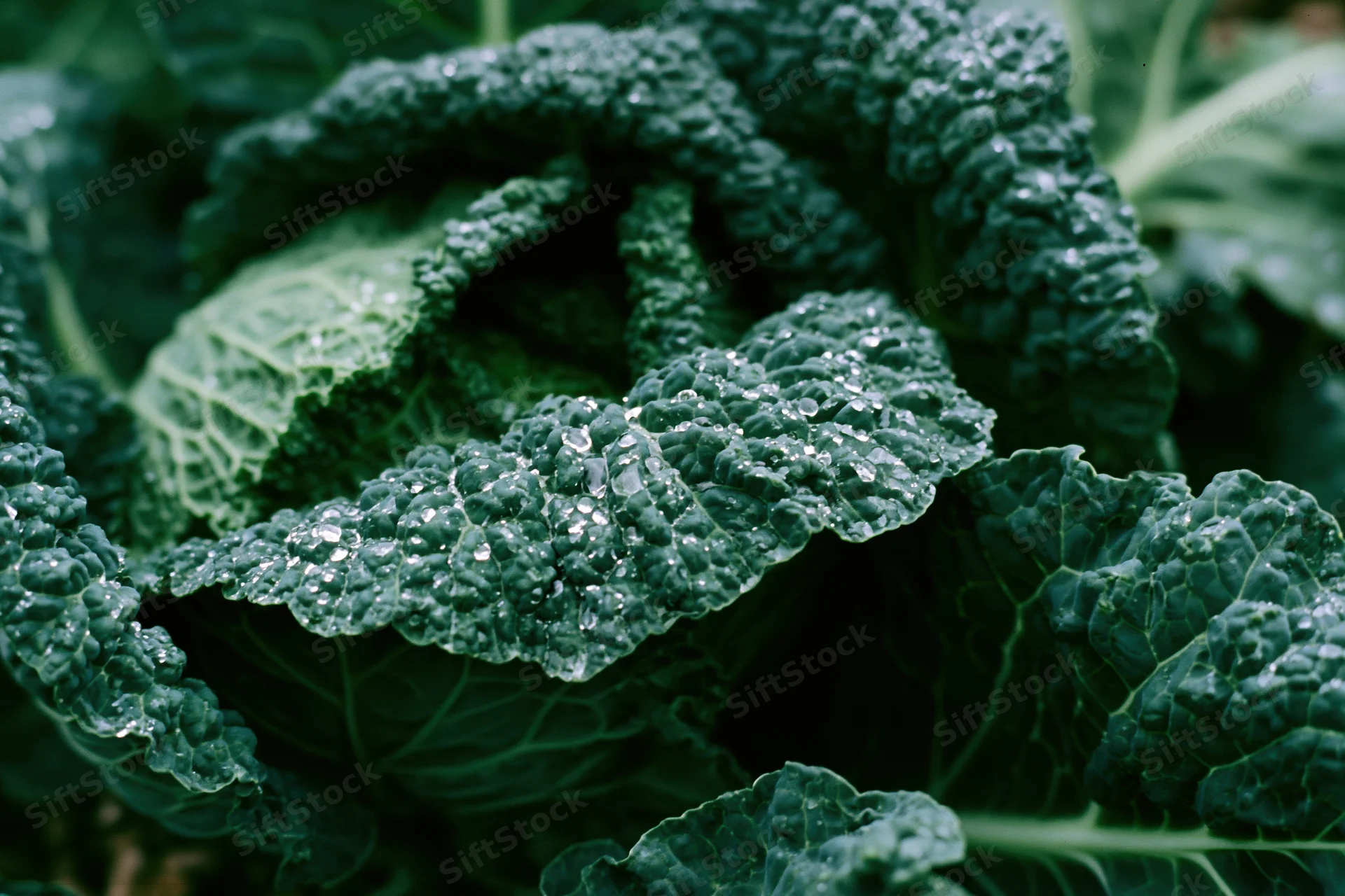 Close-up of savoy cabbage head with water droplets on ruffled green leaves