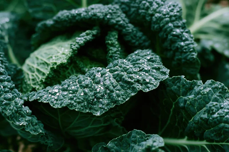 Close-up of savoy cabbage head with water droplets on ruffled green leaves