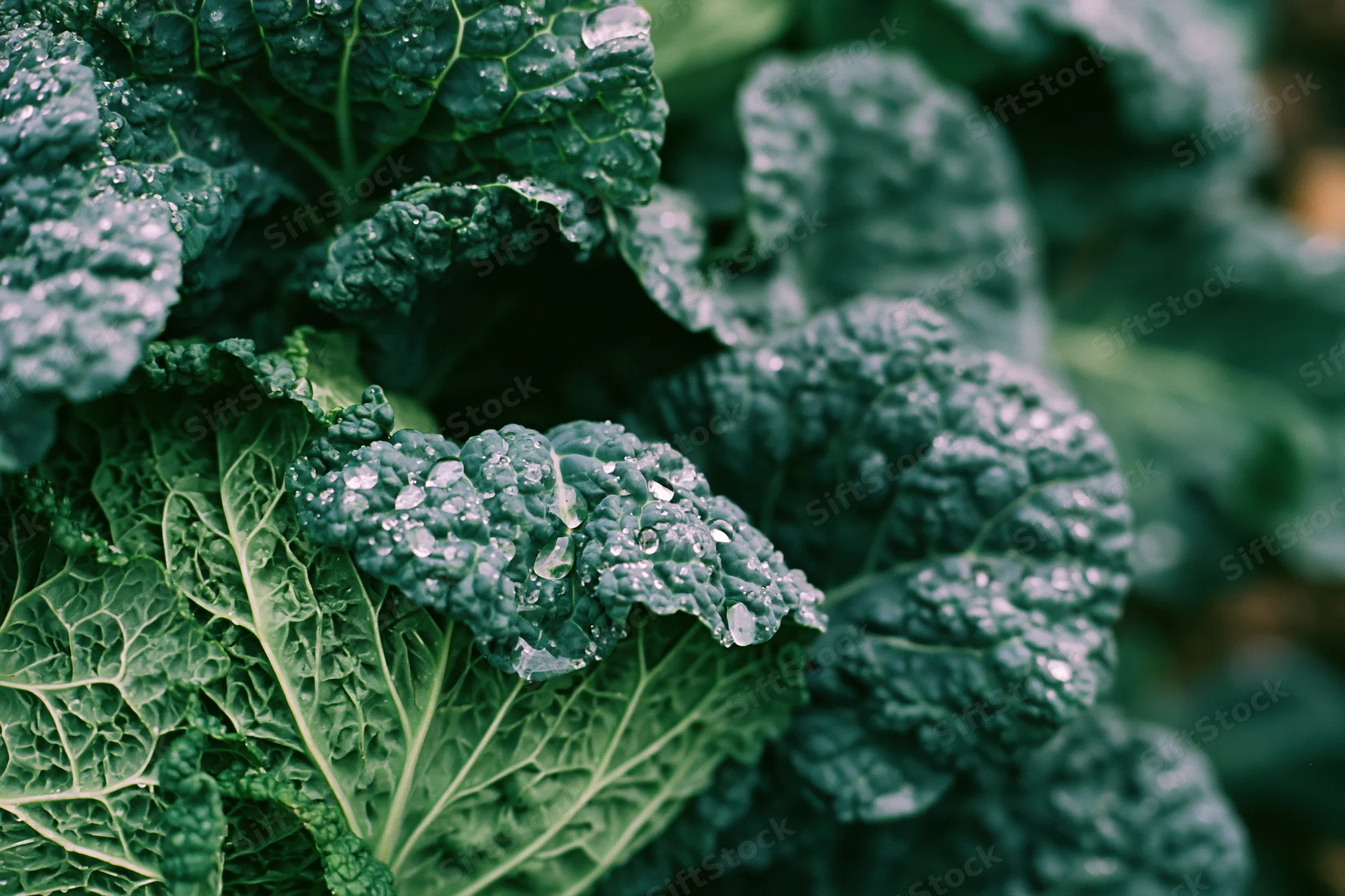 Close-up of savoy cabbage leaves with water droplets on textured surface