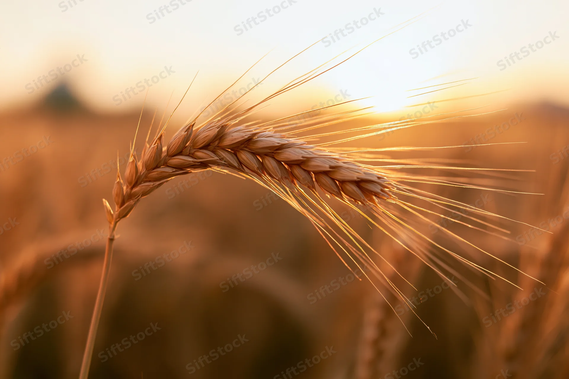Close-up of a single ripe wheat ear with long awns in a golden field at sunset