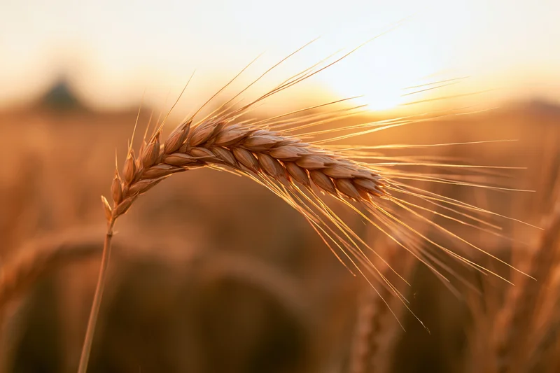 Close-up of a single ripe wheat ear with long awns in a golden field at sunset
