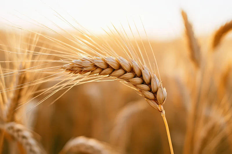 Close-up of a single ripe wheat ear with long awns in a golden field