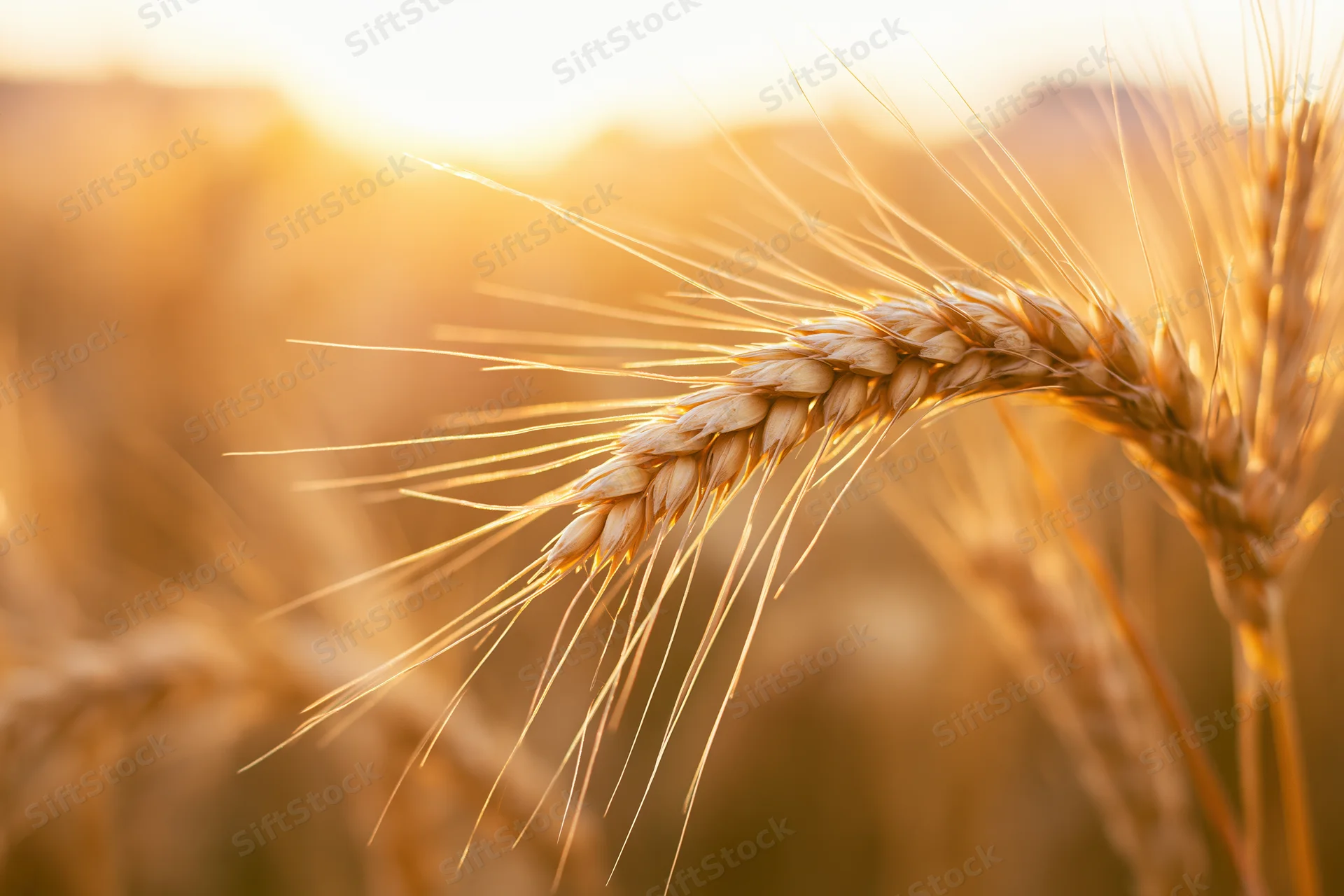 Close-up of a single ripe wheat ear with long awns in a golden field at sunset