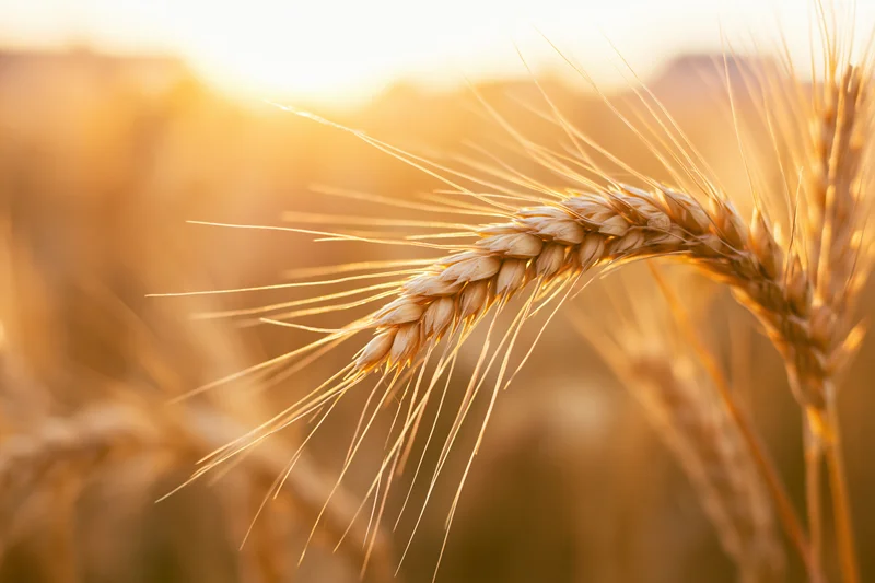 Close-up of a single ripe wheat ear with long awns in a golden field at sunset