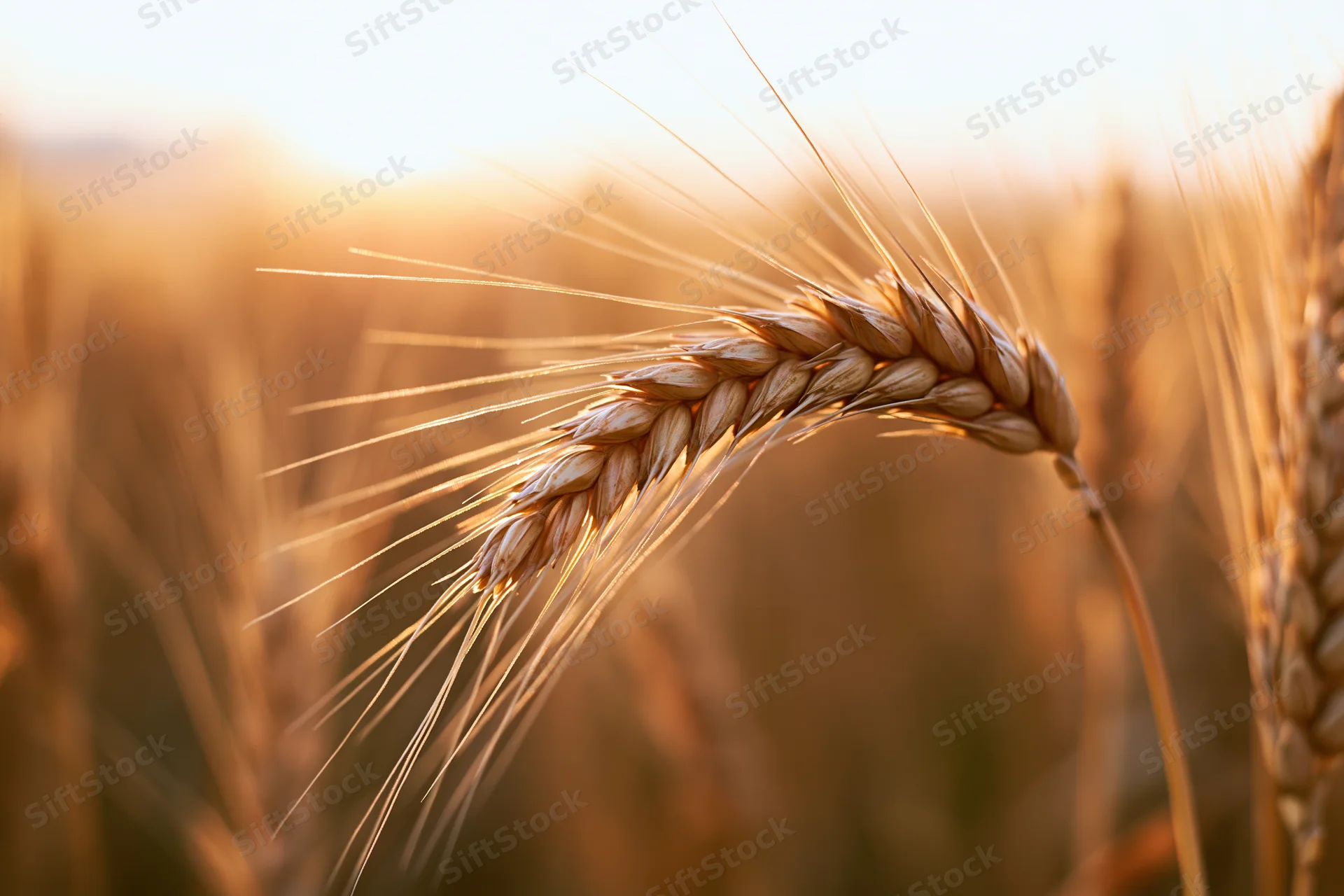 Close-up of a single ripe wheat ear with long awns in a golden field at sunset