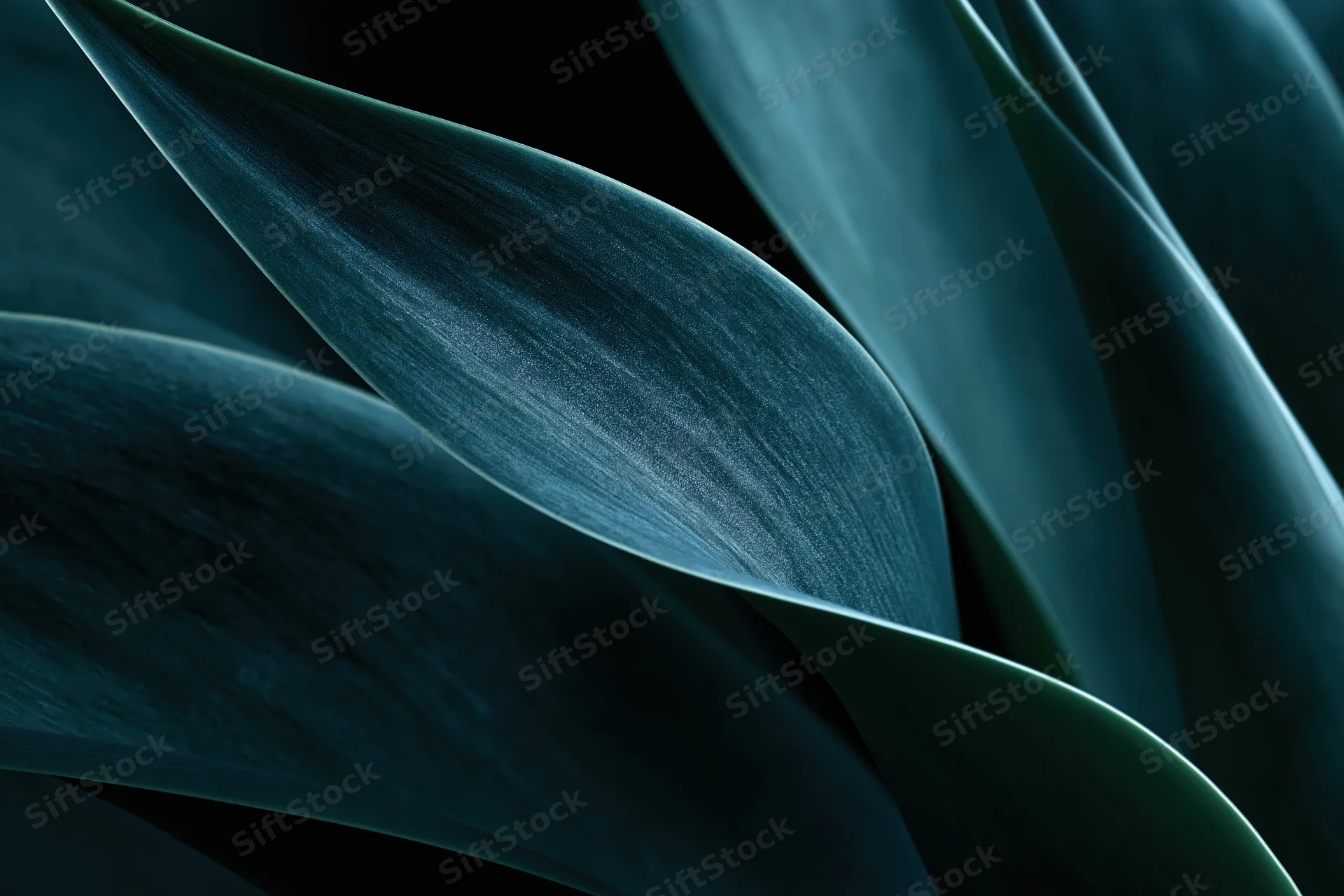 Overlapping agave leaves in close-up macro view showing texture and natural veining