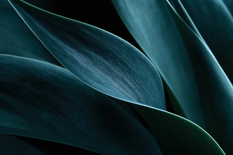 Overlapping agave leaves in close-up macro view showing texture and natural veining