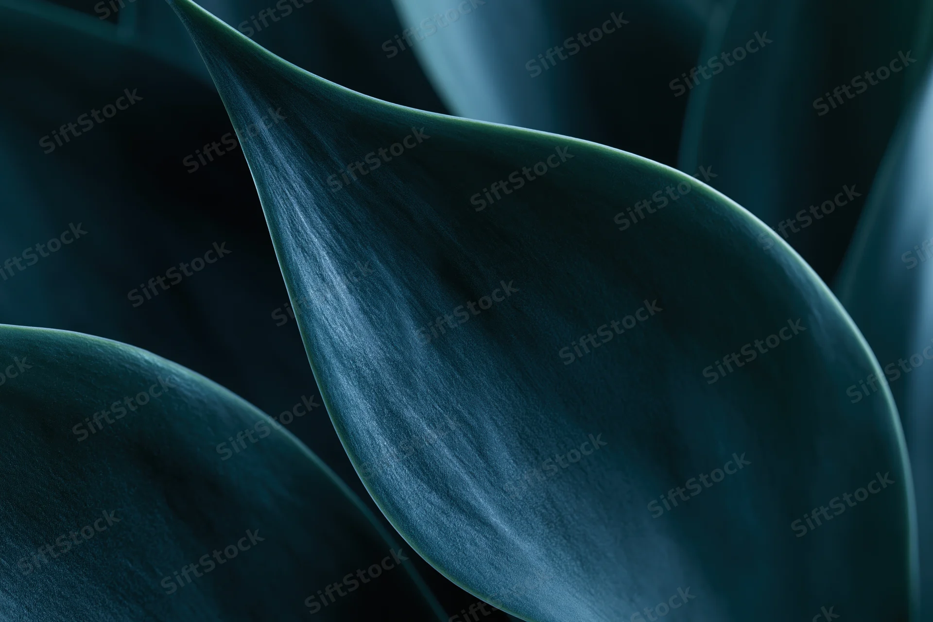 Overlapping agave leaves in close-up macro view showing texture and natural green color