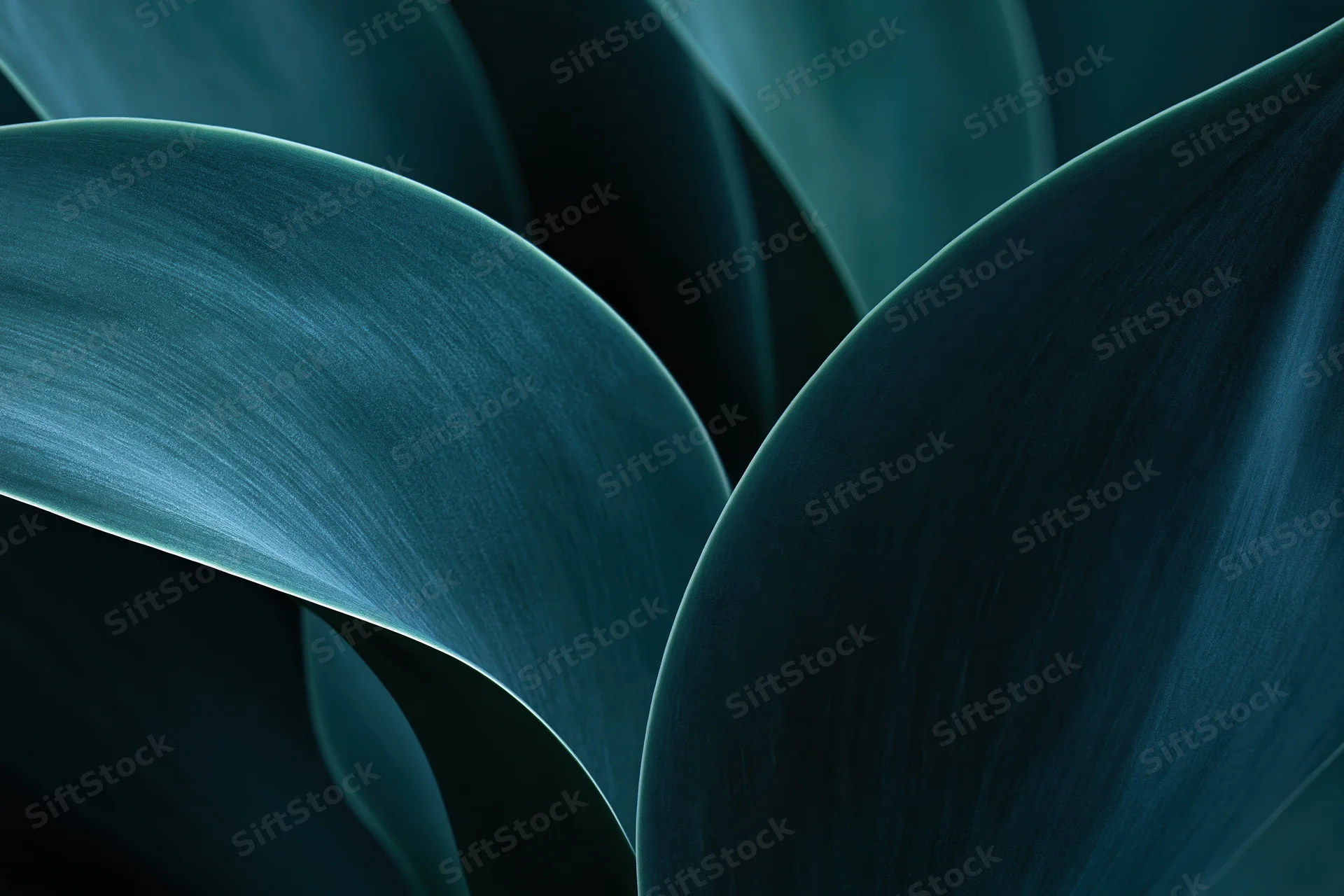 Overlapping agave leaves in close-up macro view showing curved edges and textured surfaces