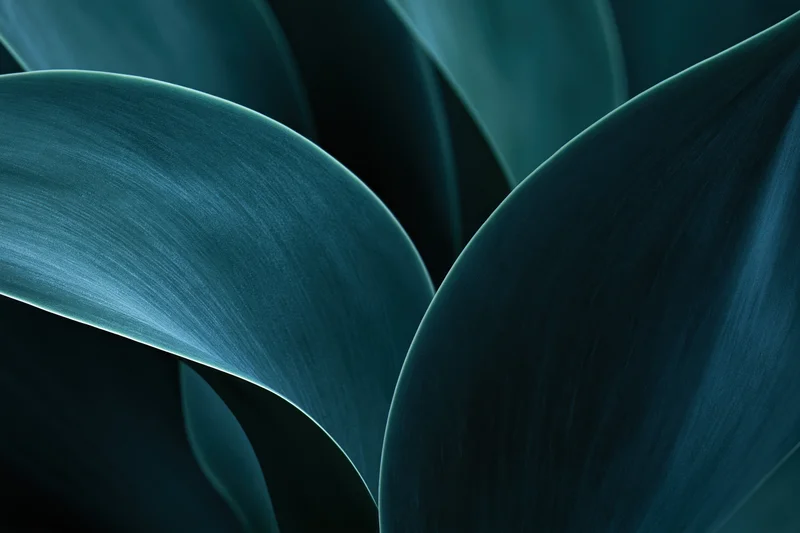 Overlapping agave leaves in close-up macro view showing curved edges and textured surfaces