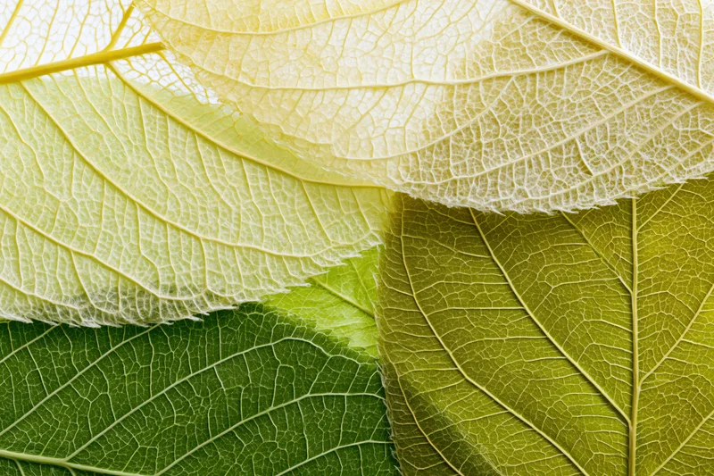 Overlapping translucent skeleton leaves arranged in a close-up macro view showing detailed venation and natural texture