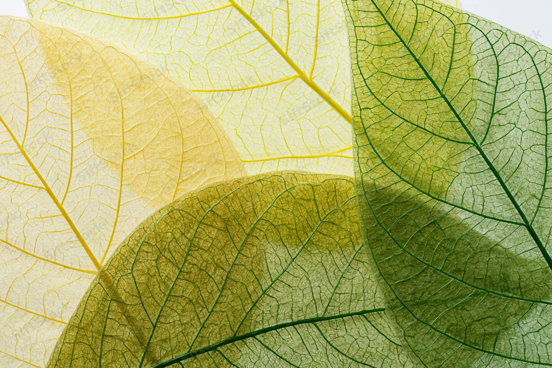 Overlapping translucent skeleton leaves arranged in a close-up macro view