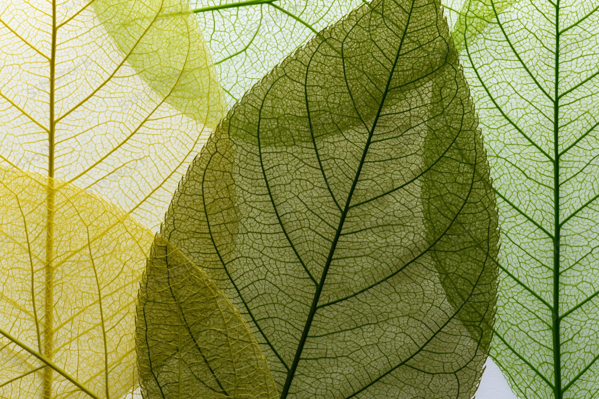 Overlapping translucent skeleton leaves arranged in a layered macro composition