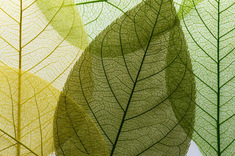 Overlapping translucent skeleton leaves arranged in a layered macro composition