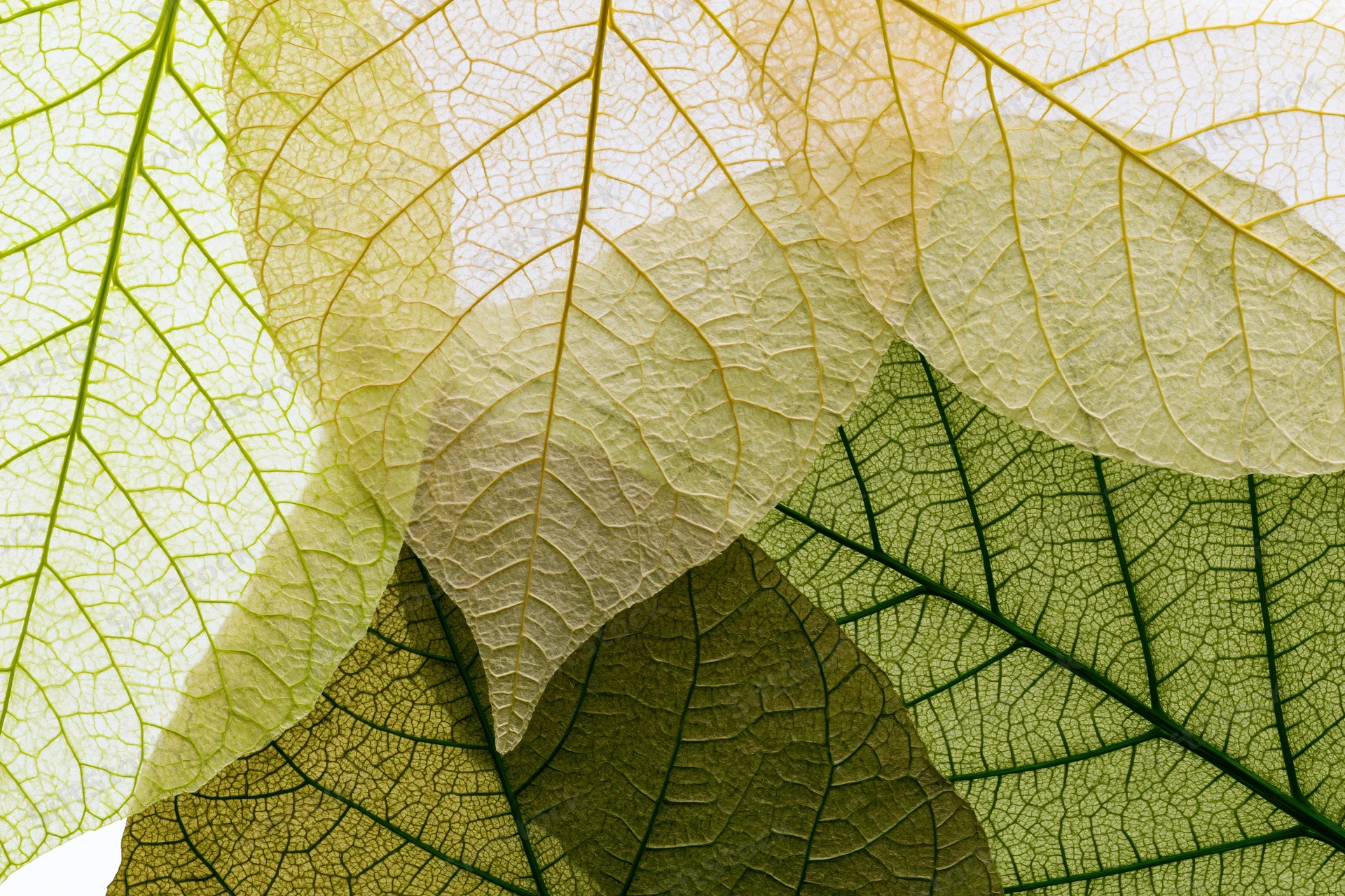 Overlapping translucent skeleton leaves arranged in a close-up macro view
