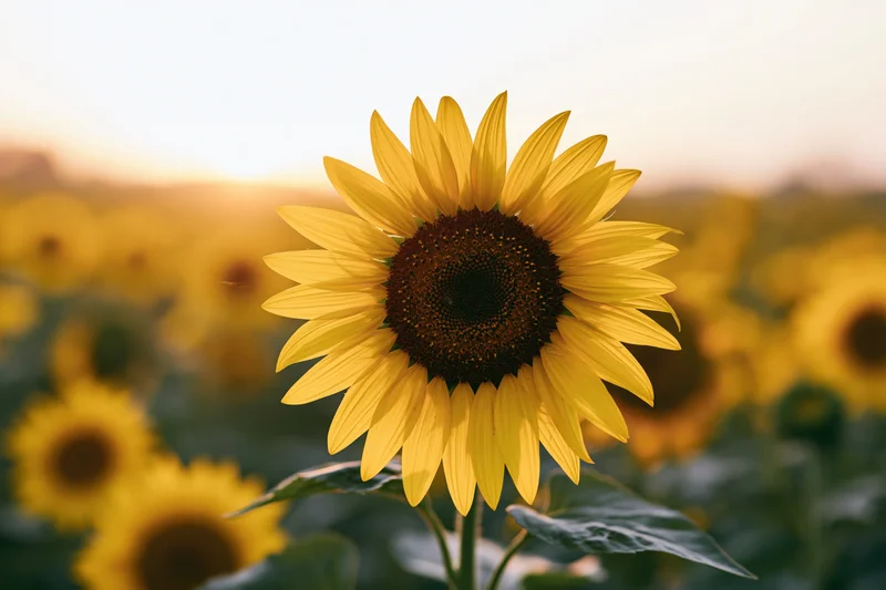 Large sunflower in full bloom at center of field with blurred background of other sunflowers during golden hour