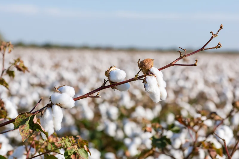 Close-up of a mature cotton plant branch with fully opened bolls in a field