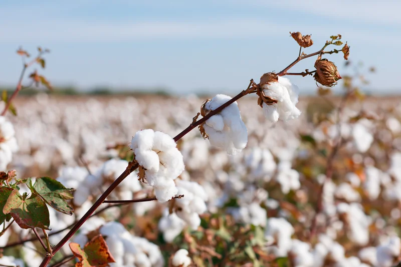 Mature cotton plant branch with open bolls in a field under blue sky