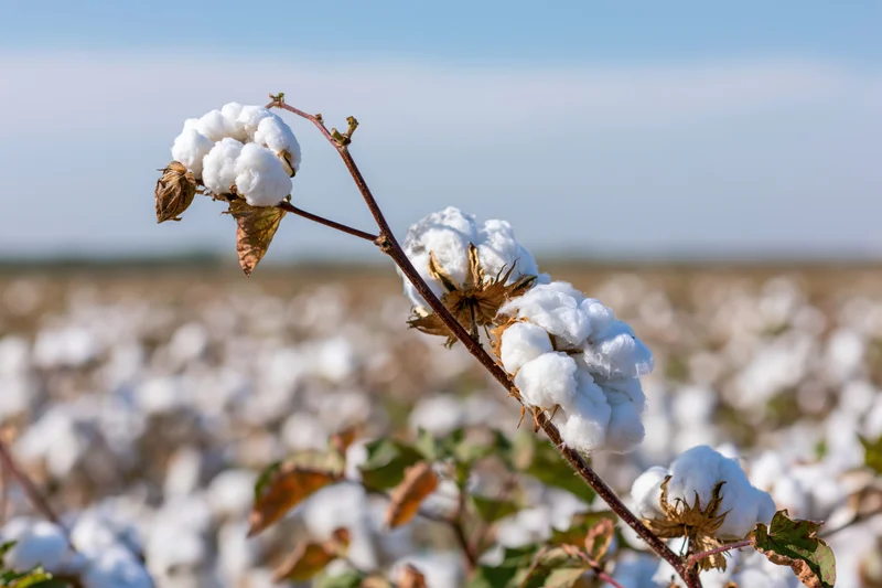Close-up of a mature cotton plant branch with fully opened bolls in a field