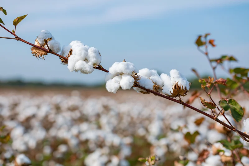 Closeup of mature cotton plant branch with open bolls in a field under blue sky