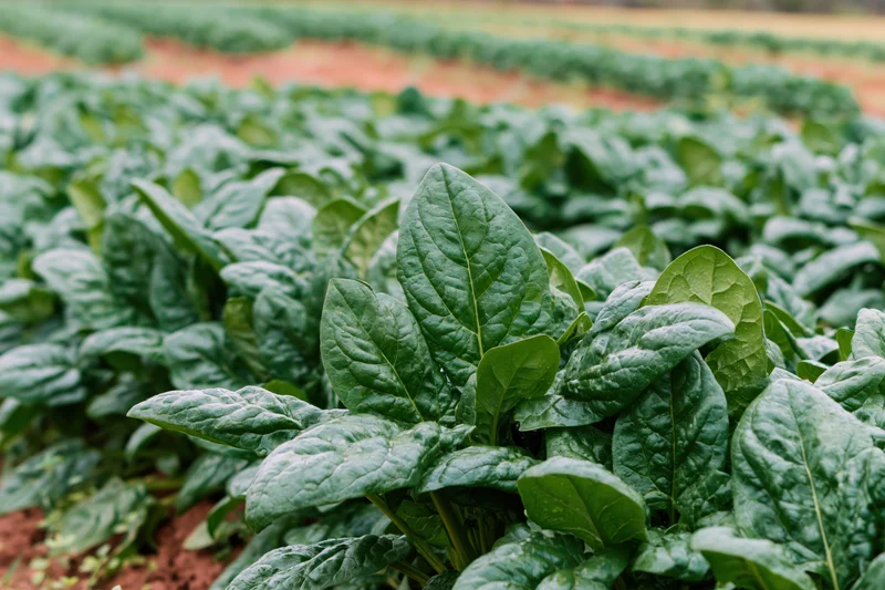 Dense spinach plants growing in rows across a farm field