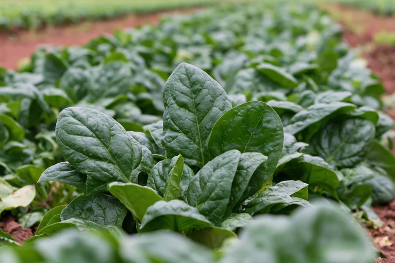 Dense spinach plants growing in rows across a vegetable garden