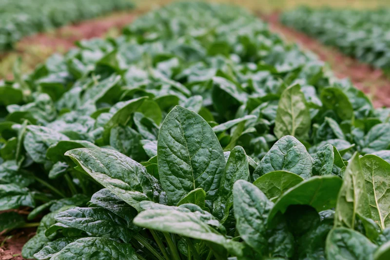 Dense spinach plants growing in rows across a vegetable field