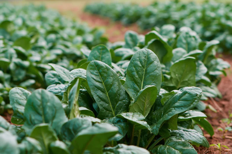 Spinach plants growing in rows across a farm field