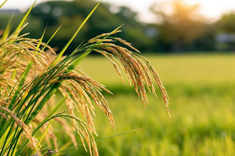 Close-up of golden ripening rice stalks with heavy grain heads in a sunlit field