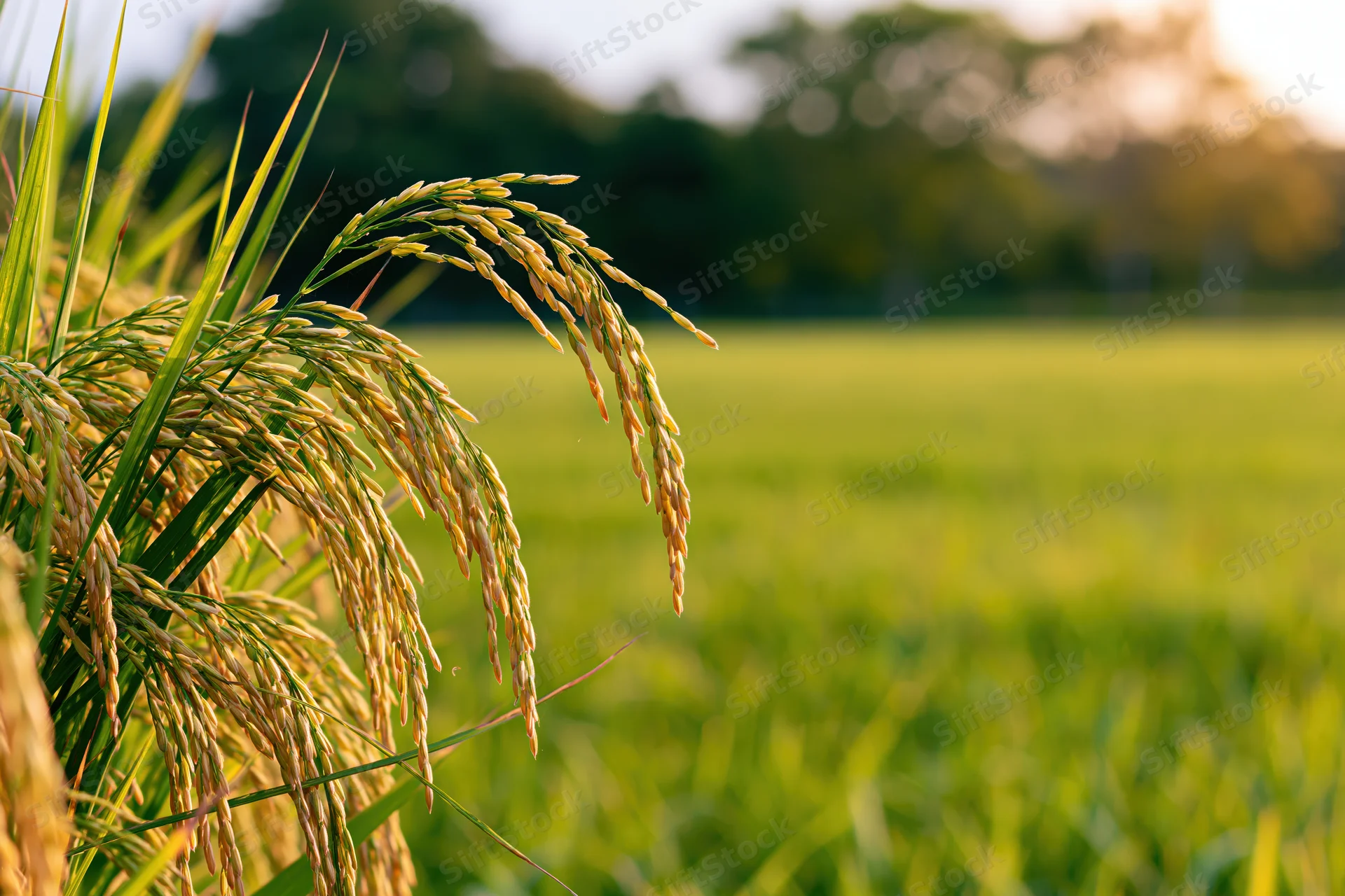Close-up of golden ripening rice stalks with heavy grain heads in a green field