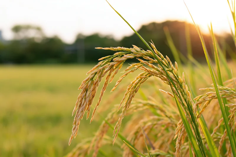 Close-up of golden ripening rice stalks with heavy grain heads in a field at dusk