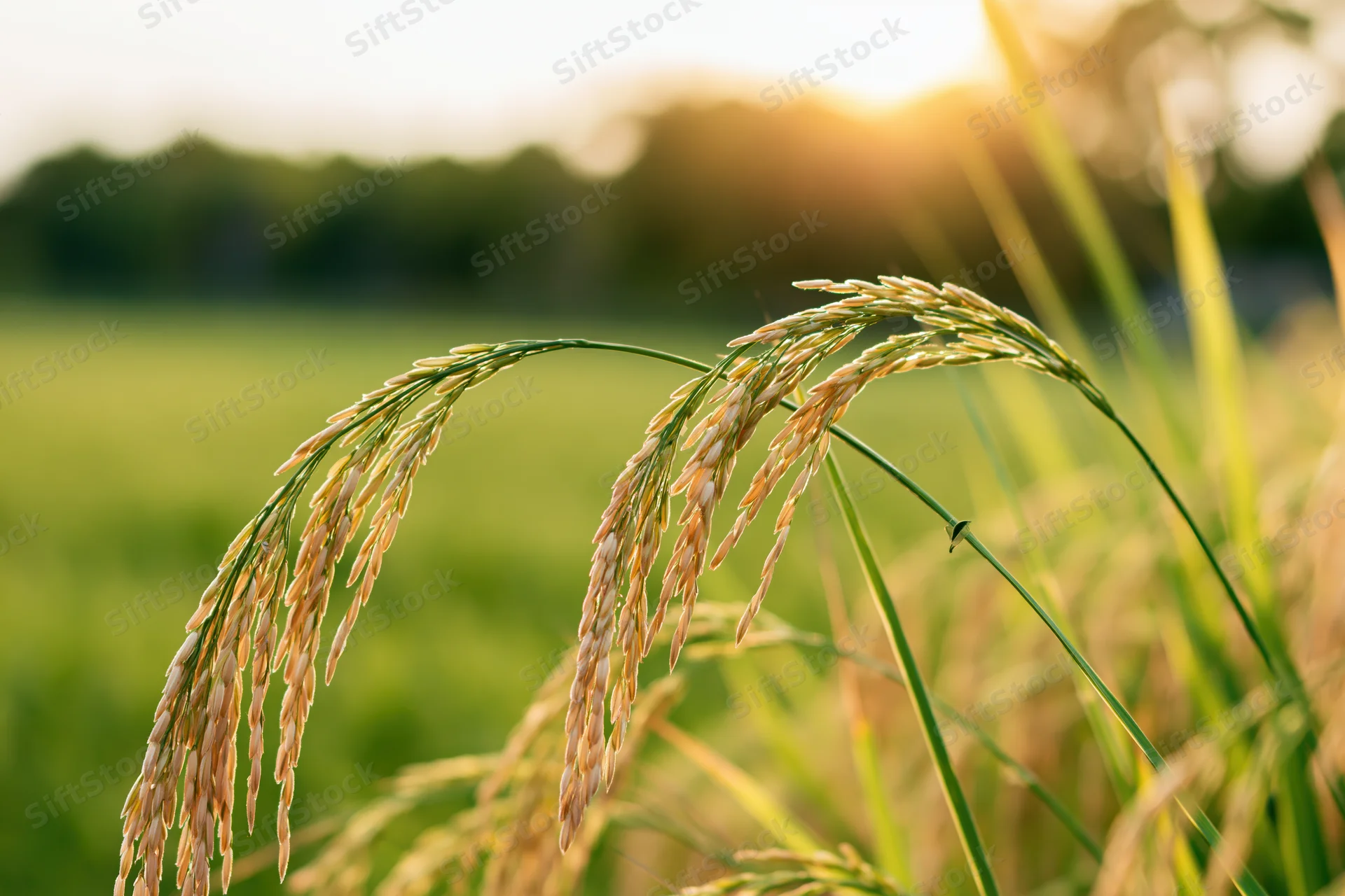 Close-up of golden ripening rice stalks with heavy grain heads in a sunlit field
