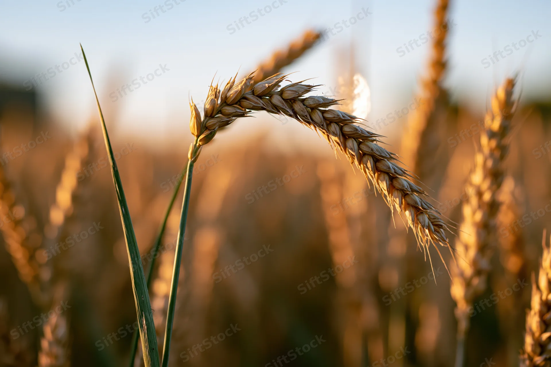 Golden wheat ears in a field at late afternoon with soft sunlight and blurred background