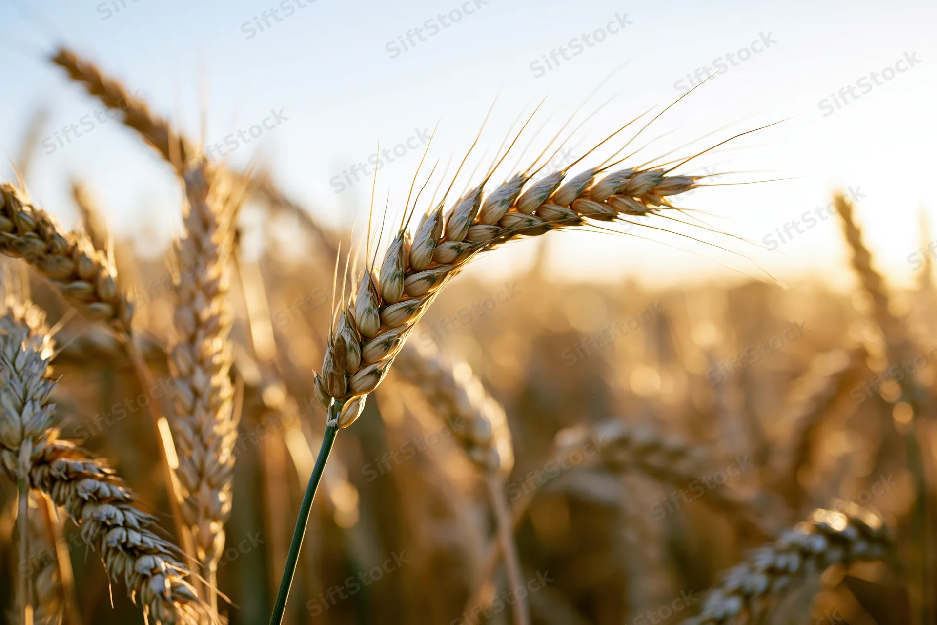 Close-up of golden wheat ears in a field at late afternoon