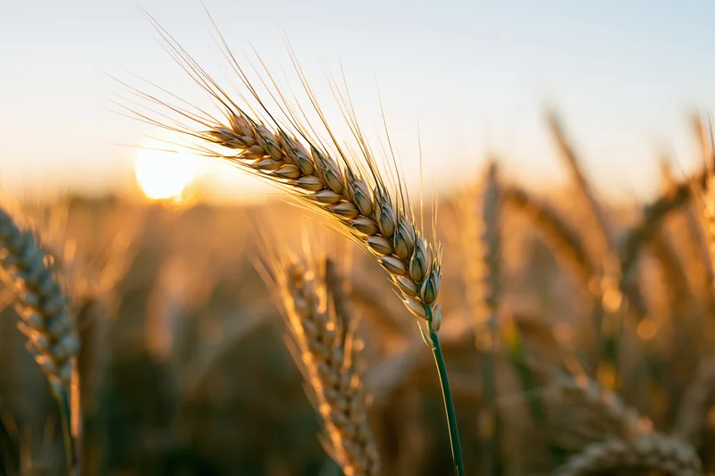 Golden wheat ears in a field at sunset