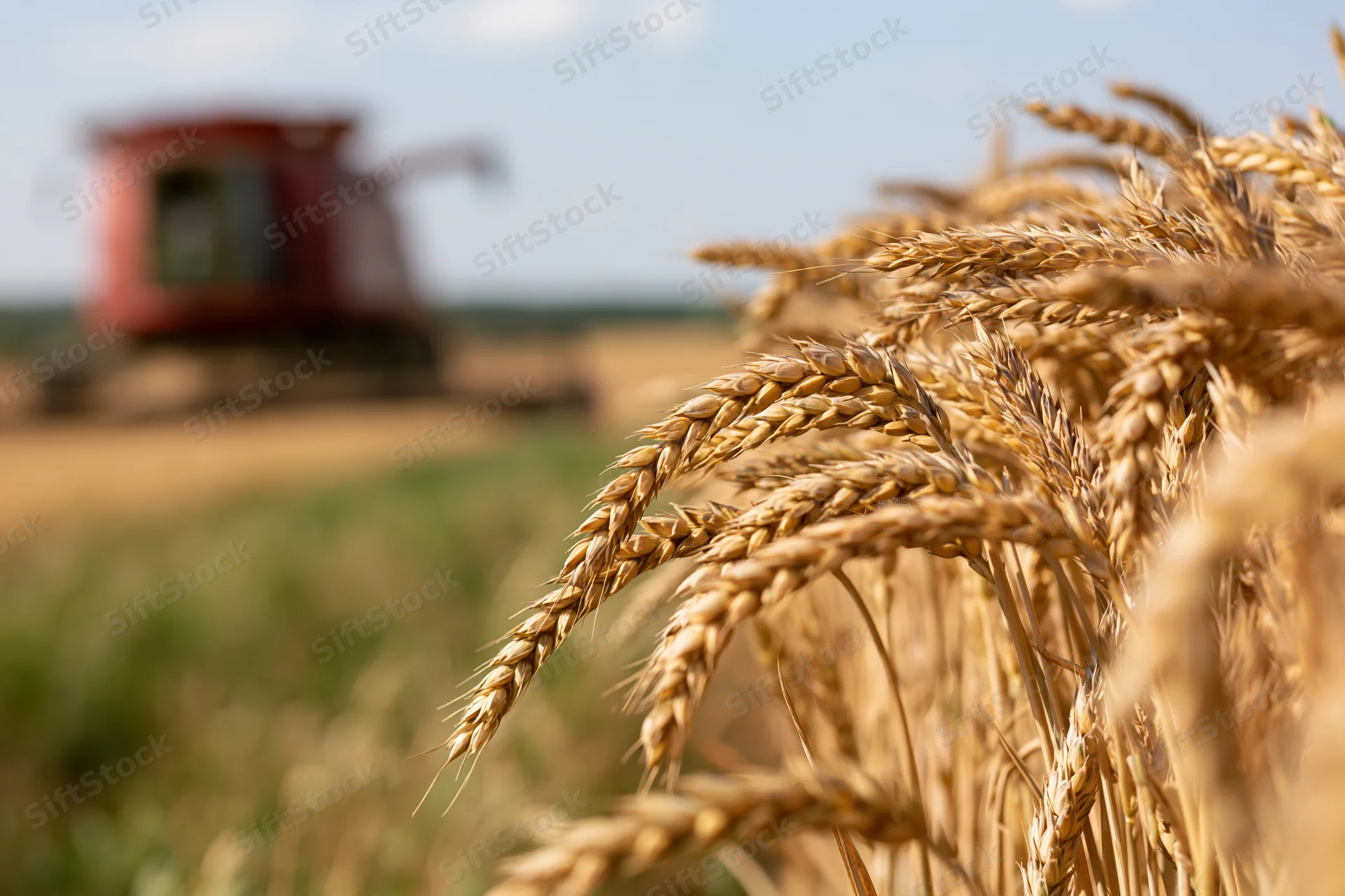 Golden wheat stalks in sharp focus with combine harvester in blurred field background