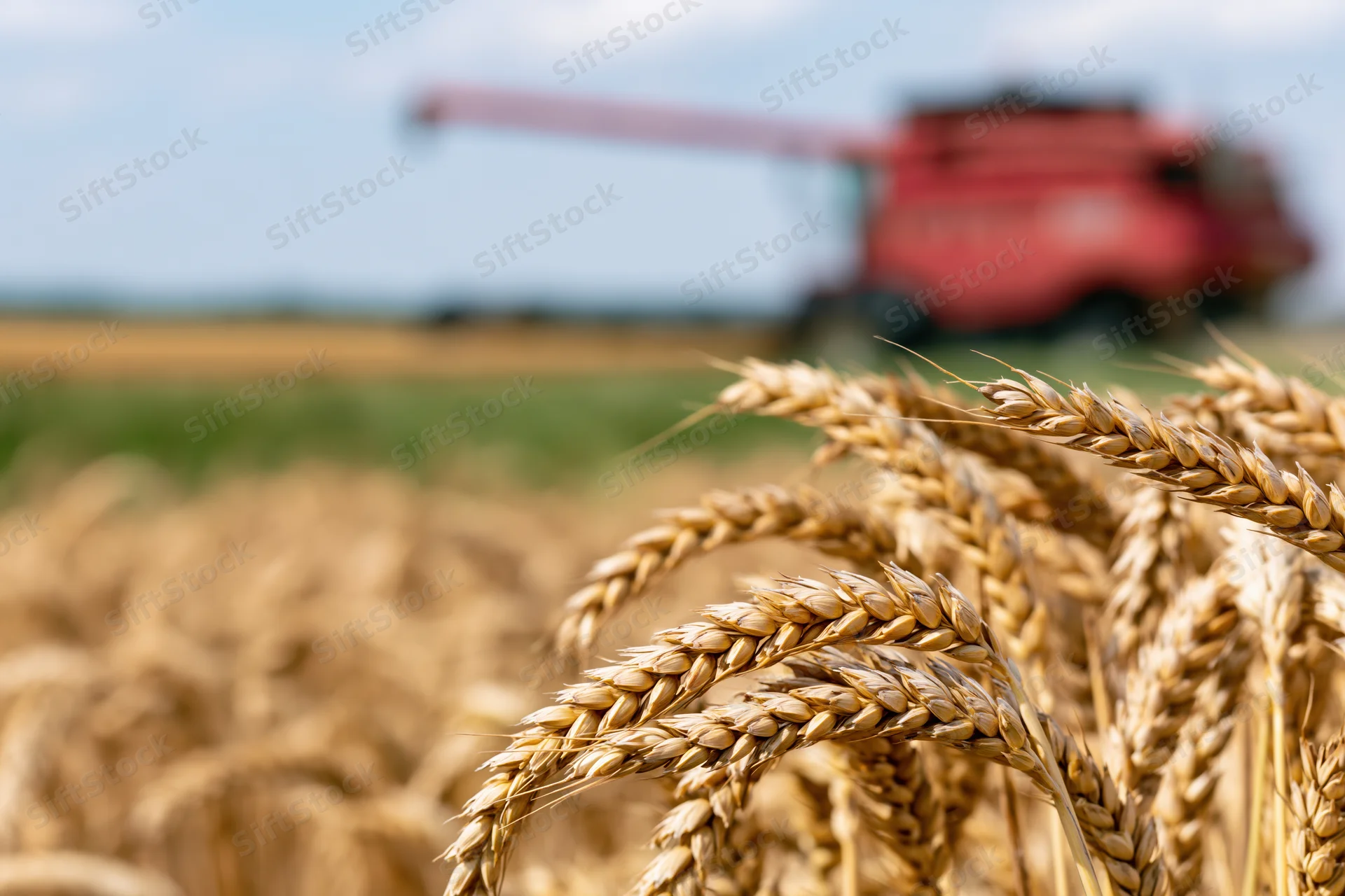 Close-up of golden wheat stalks in a field with a combine harvester in the background during harvest season