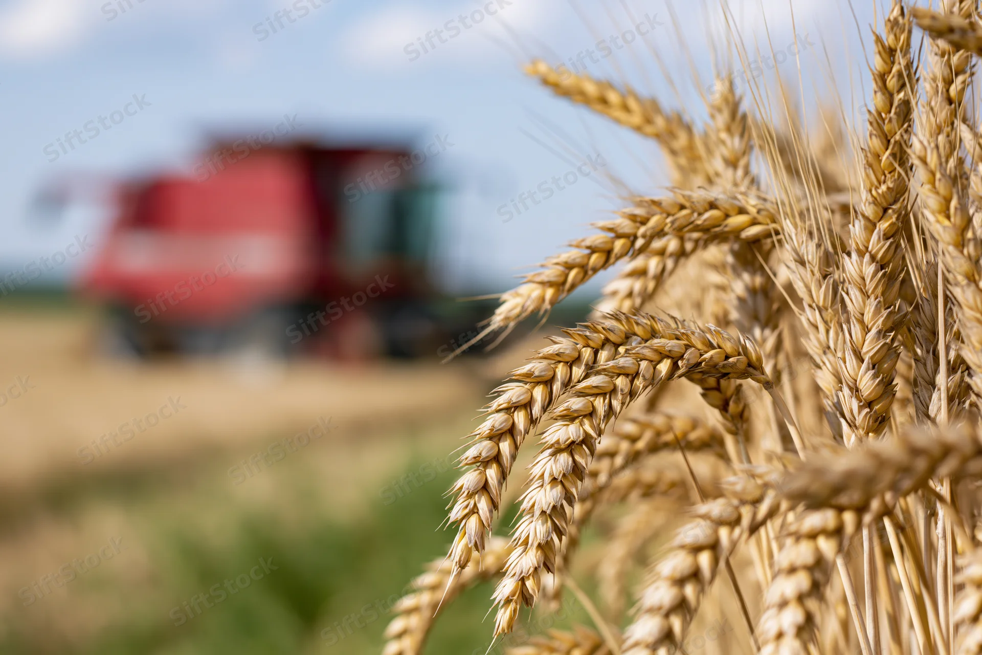 Close-up of golden wheat stalks in a field with a red combine harvester in the background